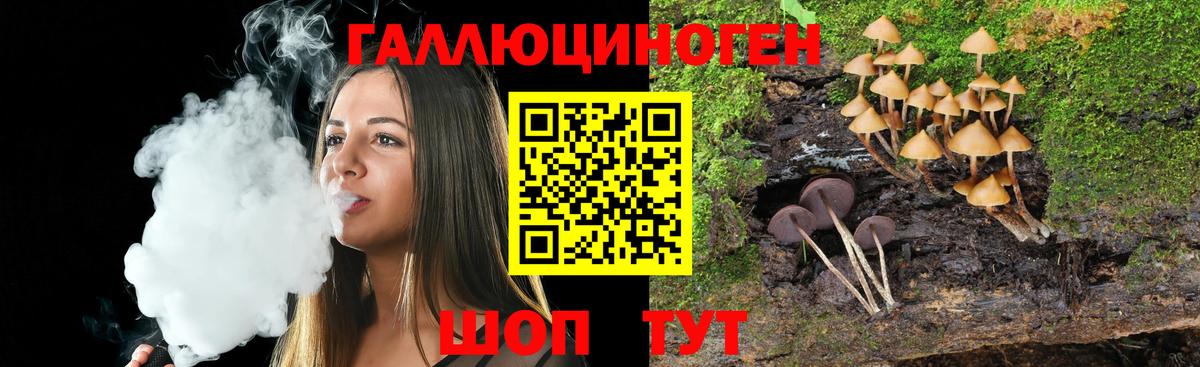 Псилоцибиновые грибы Psilocybe Барнаул